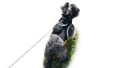 Get Realtime Location Update w/ Pet Tracker GPS Tracking Collars for Dogs Size:M